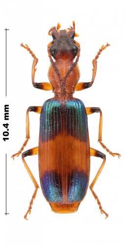 Calleida fasciata